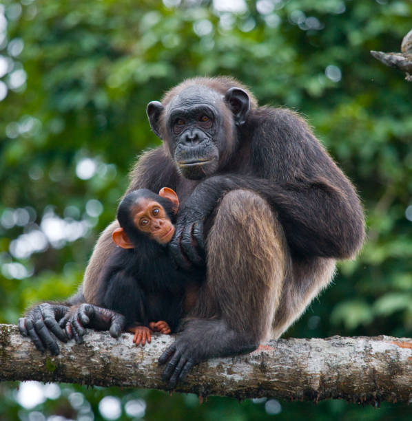 istock A female chimpanzee with a baby on mangrove trees. 682804922