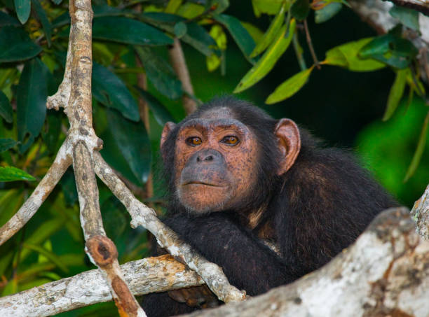 istock Male Chimpanzee on mangrove branches. 682804940