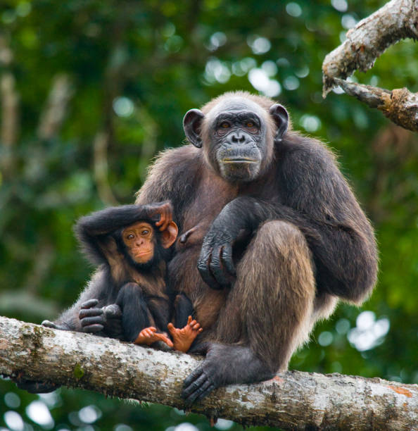 istock A female chimpanzee with a baby on mangrove trees. 682804946