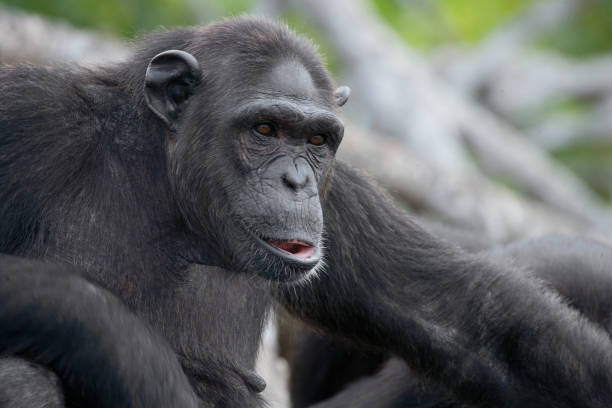 istock Portrait of a male chimpanzee. 682804978