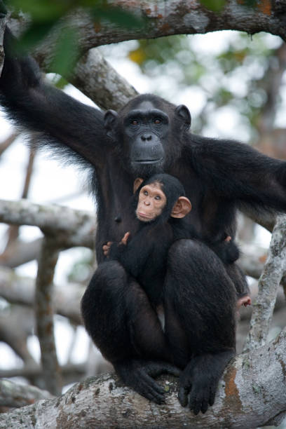istock A female chimpanzee with a baby on mangrove trees. 682804984