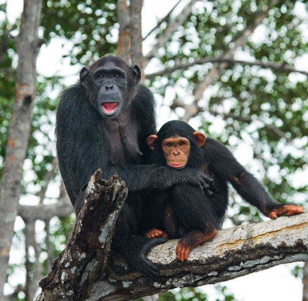 istock A female chimpanzee with a baby on mangrove trees. 682805112