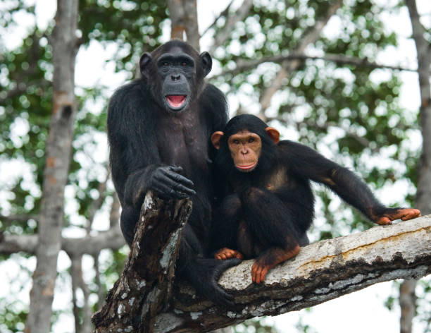 istock A female chimpanzee with a baby on mangrove trees. 682805120