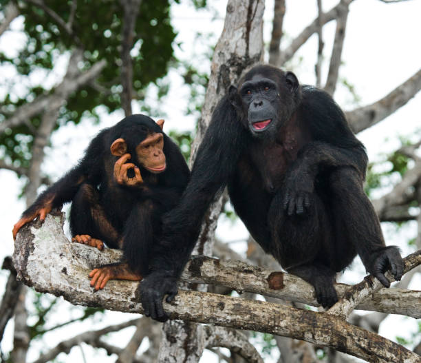 istock A female chimpanzee with a baby on mangrove trees. 682805144
