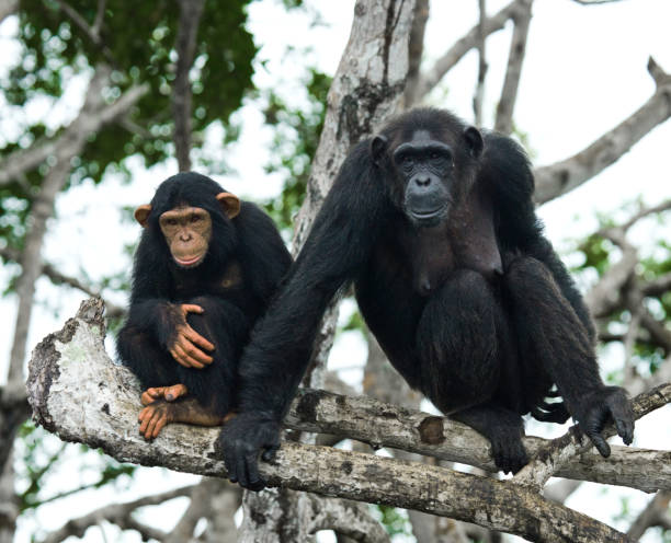 istock A female chimpanzee with a baby on mangrove trees. 682805150