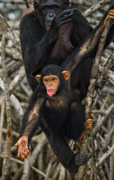 istock A female chimpanzee with a baby on mangrove trees. 682805168