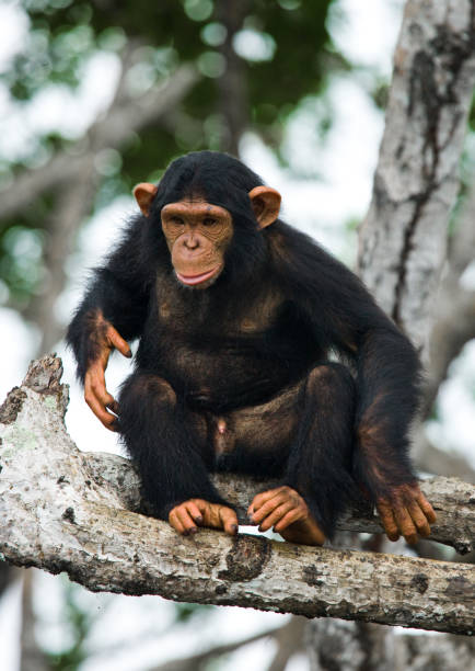 istock A baby chimpanzee on mangrove branches. 682805174