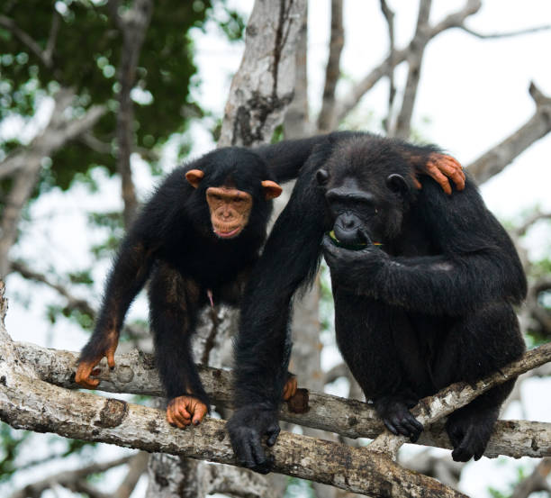 istock A female chimpanzee with a baby on mangrove trees. 682805242
