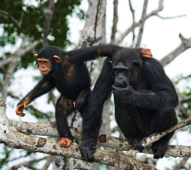 istock A female chimpanzee with a baby on mangrove trees. 682805252
