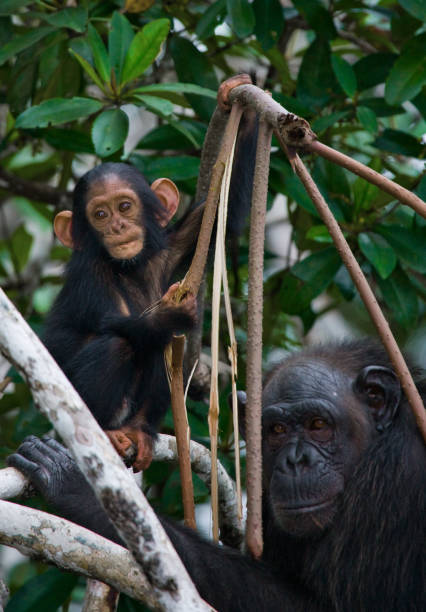 istock A female chimpanzee with a baby on mangrove trees. 682805270