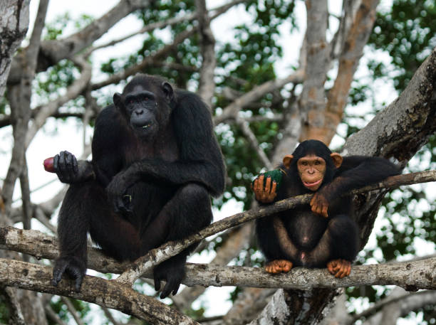 istock A female chimpanzee with a baby on mangrove trees. 682805362
