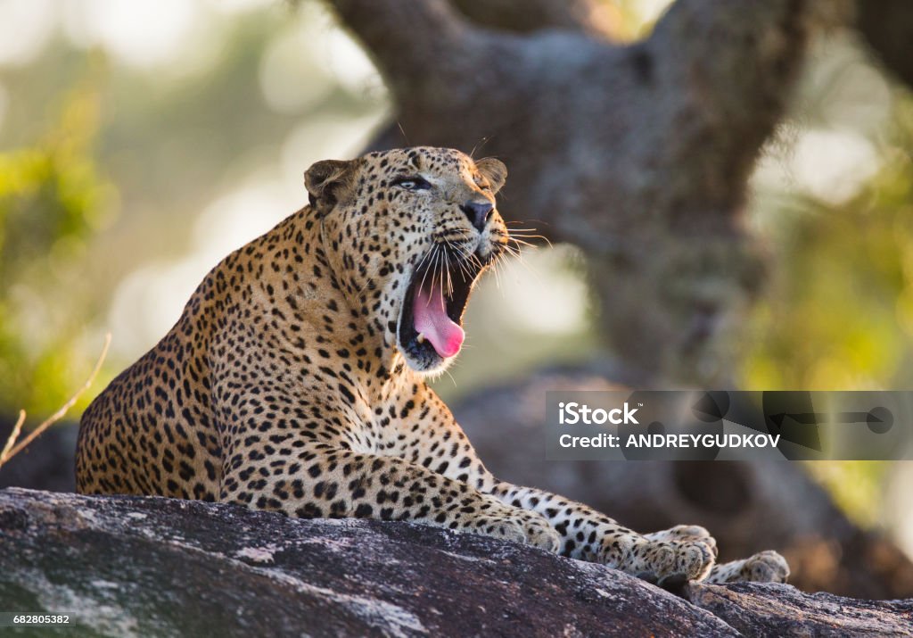 Der Leopard liegt auf einem großen Stein unter einem Baum und Gähnen. - Lizenzfrei Fotografie Stock-Foto