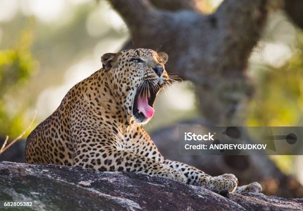 Der Leopard Liegt Auf Einem Großen Stein Unter Einem Baum Und Gähnen Stockfoto und mehr Bilder von Fotografie