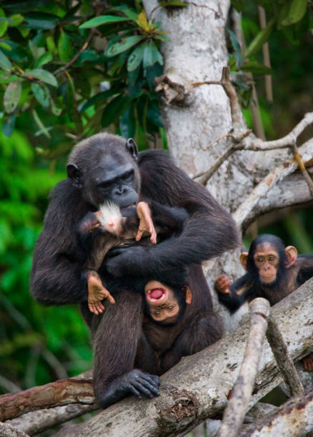 istock A female chimpanzee with a baby on mangrove trees. 682805392
