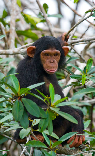 istock A baby chimpanzee on mangrove branches. 682807430