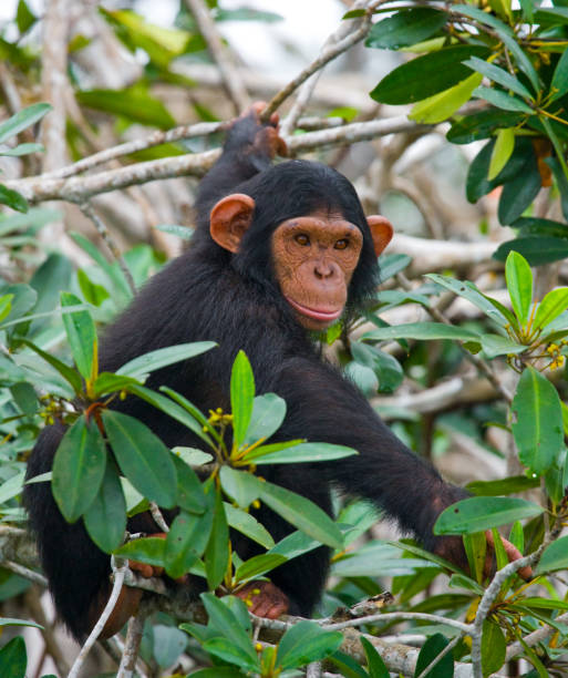 istock A baby chimpanzee on mangrove branches. 682807442