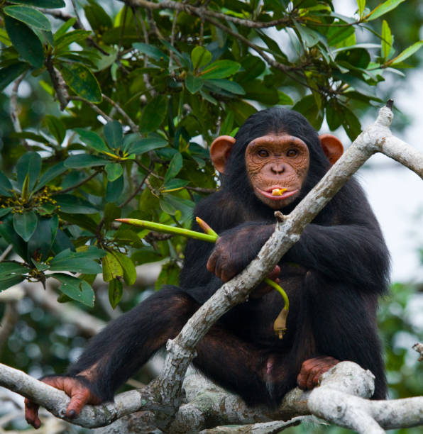 istock A baby chimpanzee on mangrove branches. 682807522