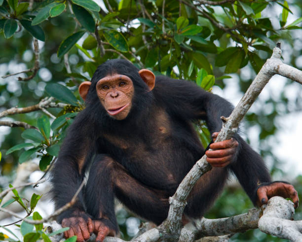 istock A baby chimpanzee on mangrove branches. 682807536