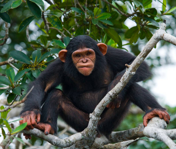 istock A baby chimpanzee on mangrove branches. 682807546