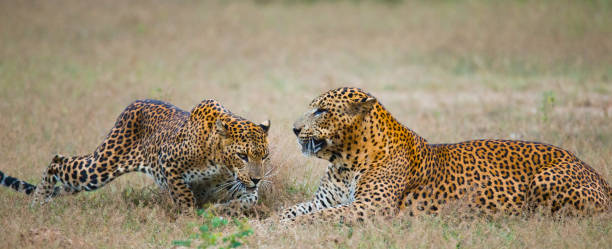 istock Male and female leopard on the grass together. 682807576