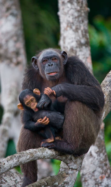 istock A female chimpanzee with a baby on mangrove trees. 682807616