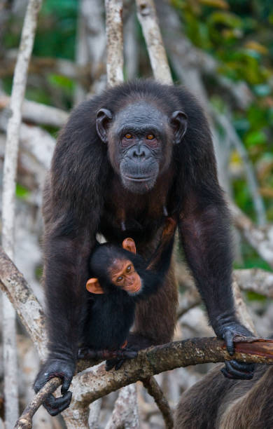 istock A female chimpanzee with a baby on mangrove trees. 682807668