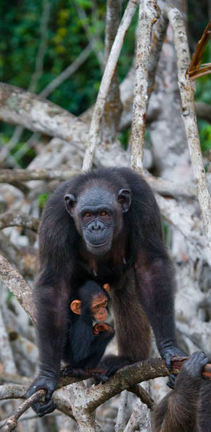 istock A female chimpanzee with a baby on mangrove trees. 682807744