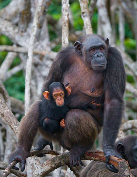 istock A female chimpanzee with a baby on mangrove trees. 682807756