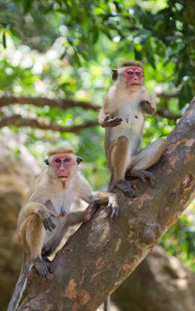 istock Family of monkeys sitting in a tree. 682807948