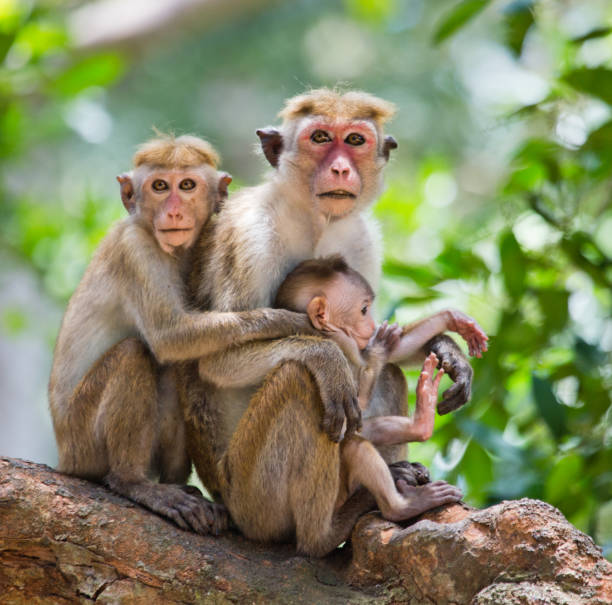 istock Family of monkeys sitting in a tree. 682808042