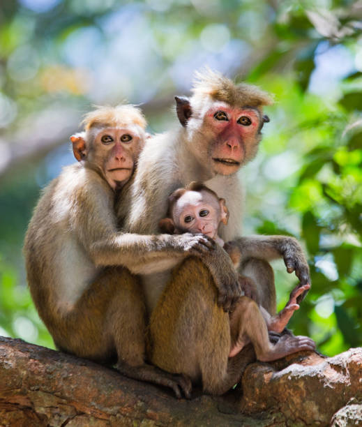 istock Family of monkeys sitting in a tree. 682808046