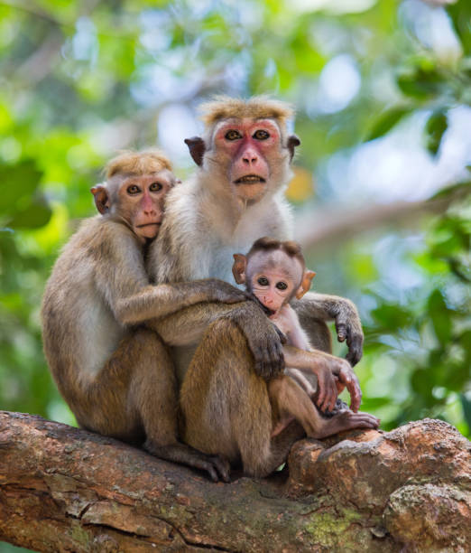 istock Family of monkeys sitting in a tree. 682808064