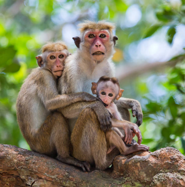 istock Family of monkeys sitting in a tree. 682808072