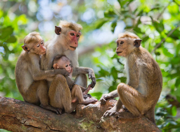 istock Family of monkeys sitting in a tree. 682808096