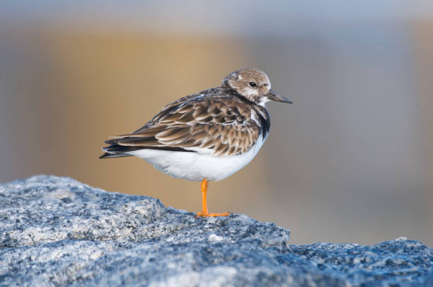 istock Ruddy Turnstone, Arenaria interpres 682813312