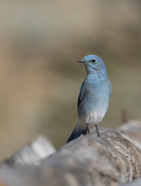 istock Male mountain bluebird sitting on a large log with brown background 682817658