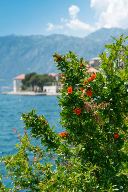 istock Nice view of Perast, Montenegro 682820288