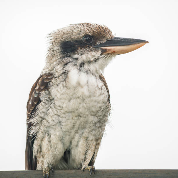 istock Kookaburra gracefully resting during the day. 682825250