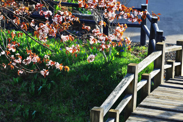 cerisiers en fleurs et des ponts en bois - cherrywood photos et images de collection