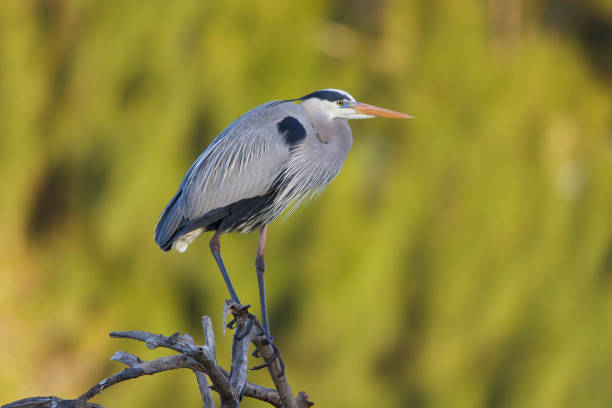 istock Great Blue Heron, Ardea herodias 682832894