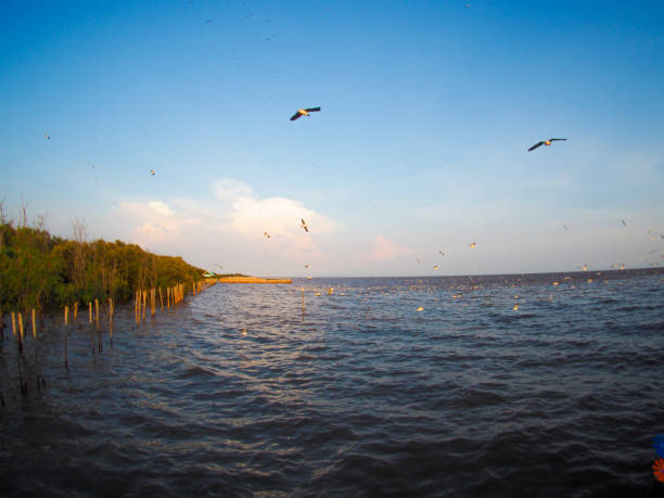 istock Migrate seagull turning around ,Bangpu recreation center,Thailand 682832904