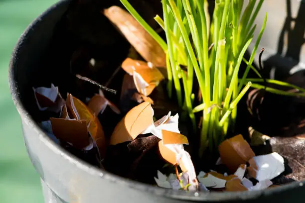 Recycling -  Crushed eggs shells around plants as natural garden organic fertilizer at home