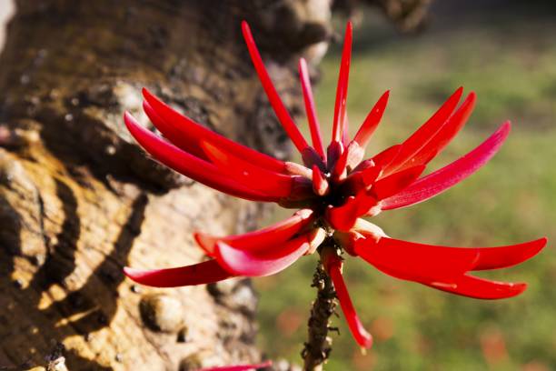 istock Erythrina Flabelliformis (Western Coral Bean) 682842058