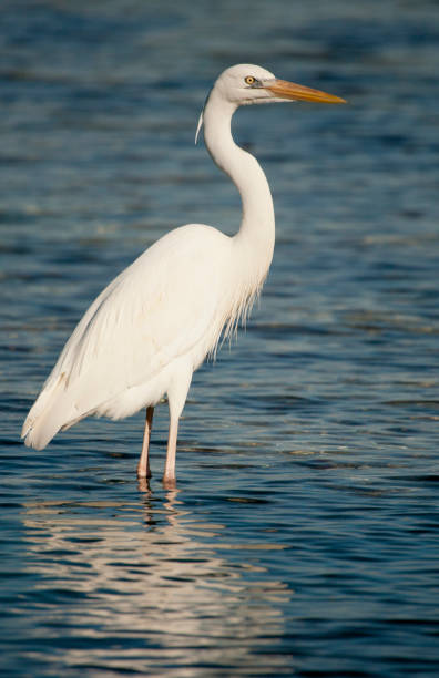 istock Great Blue Heron, Ardea herodias 682842356