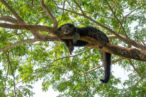 Photo of Lazy bearcat sleeping on the tree. green leaf background.