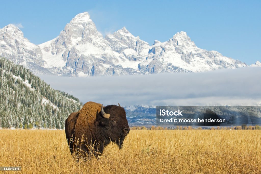 Bison devant la chaîne de montagnes Grand Teton - Photo de Bison nord-américain libre de droits