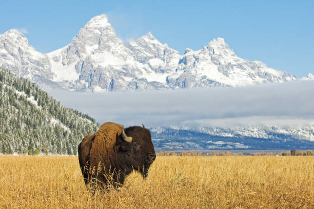 bisonte di fronte alla catena montuosa del grand teton - american bison foto e immagini stock