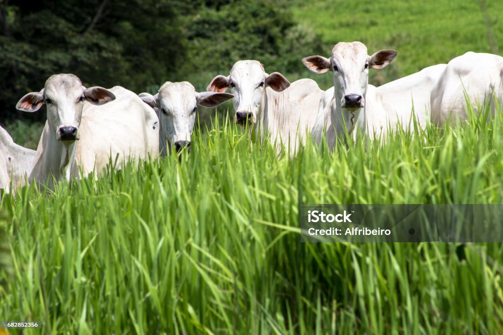 Rolandia, PR, Brasile, 09/01/2015. Mandria di bovini nellore sciolti in un pascolo nel comune di Rolândia, nel nord dello stato del Paraná. - Foto stock royalty-free di Bovino