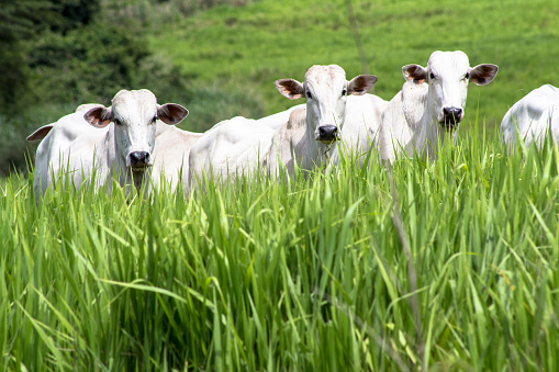 ROLANDIA, PR, Brasil, 01/09/2015. Rebanho de gado da raça Nelore solto em um pasto no município de Rolândia, norte estado Paraná. photo