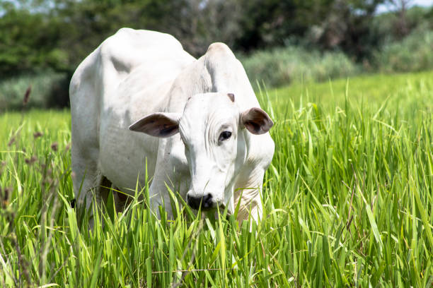 rolandia, pr, brésil, 01/09/2015. rebanho de gado da raça nelore solto em um pasto aucun município de rolândia, norte estado do paraná. - pasture photos et images de collection